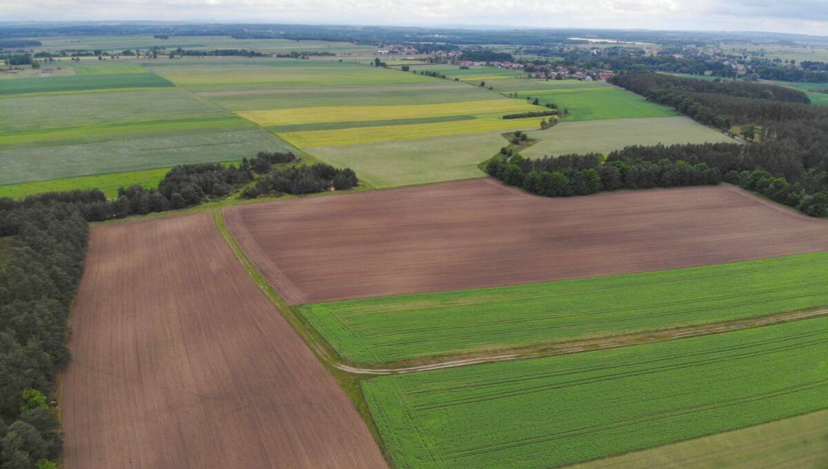 03-06-2025 - Kierżno - 02